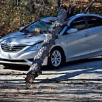 a car with a tree on its roof now you wonder How Car Insurance is Calculated in Canada